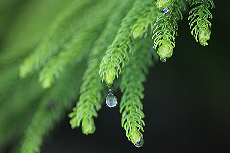 closeup photography of water drops thumbnail