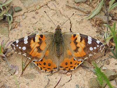 Butterfly, Migradora Of The Thistles thumbnail