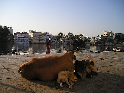 brown and gray cows sitting together thumbnail