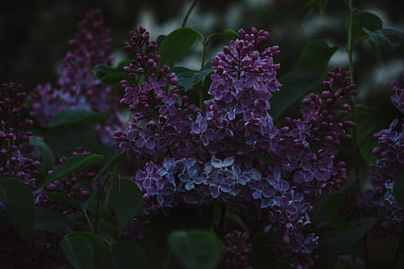 Shallow Focus Photography Of Purple Flowers thumbnail