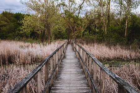 brown wooden dock near trees thumbnail