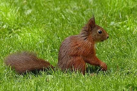 brown squirrel thumbnail