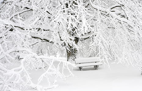 snow-covered tree and ench thumbnail