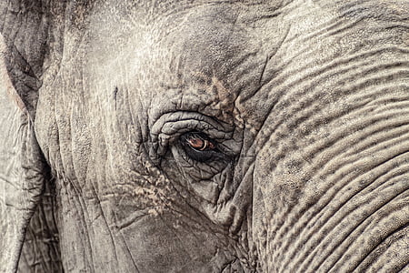 elephant, animal, grey, indian elephant, zoo, ruesseltier thumbnail