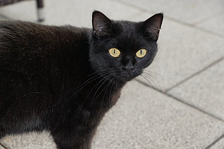 black cat thumbnail