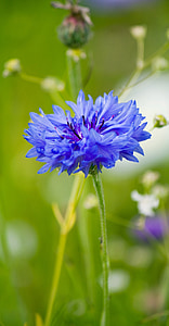 shallow focus photography of blue cornflower during daytime thumbnail