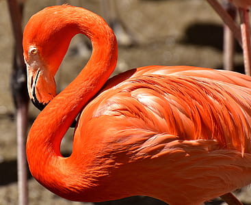 selective focus photography of pink flamingo thumbnail