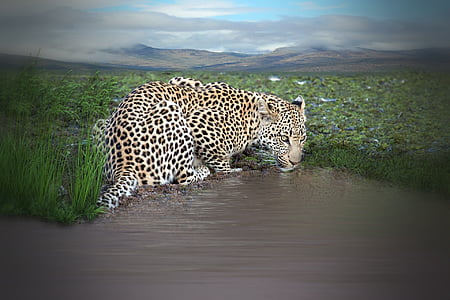 shallow photo of leopard near body of water thumbnail