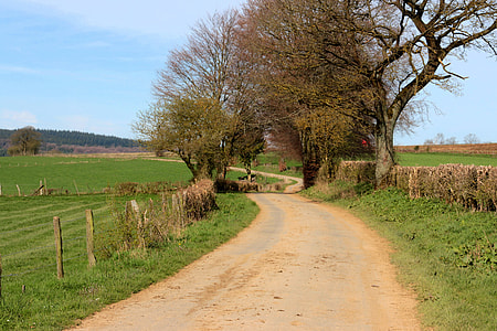 roadway between tall trees and field thumbnail