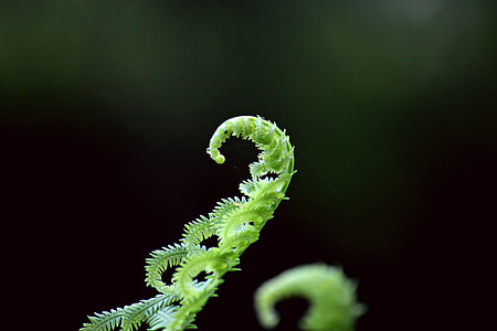 closeup photo of green plant thumbnail