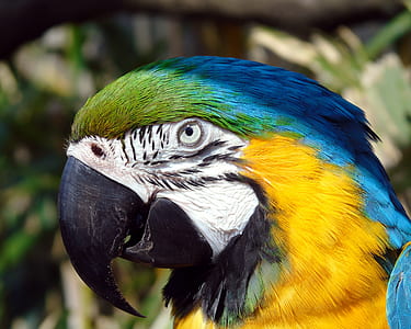 selective focus photography of blue-throated macaw thumbnail