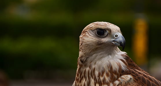 white and brown eagle photography thumbnail