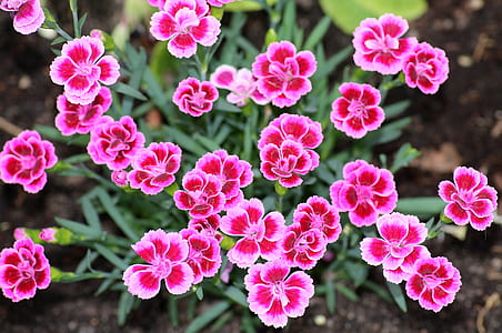 pink petaled flowers at daytime thumbnail
