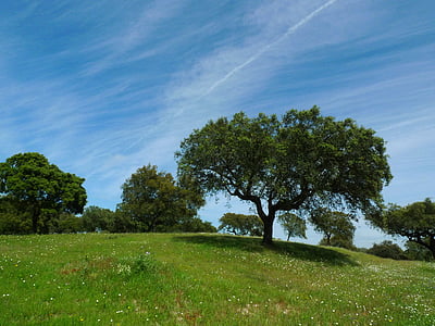 green trees under calm blue sky thumbnail
