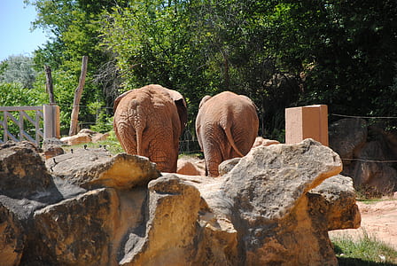 two elephants near rock formation thumbnail