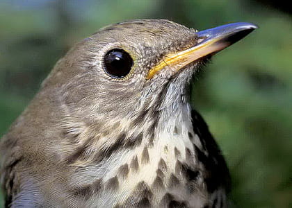 selective focus photo of gray thrush bird thumbnail