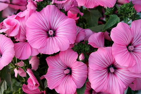 pink hibiscus flowers thumbnail