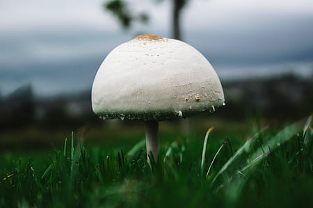 Macro Photography Of White Mushroom thumbnail