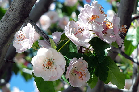 selective focus photography of white-and-red petaled flowers in bloom thumbnail