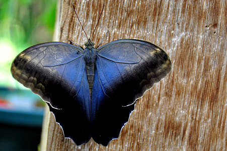 blue and black butterfly thumbnail