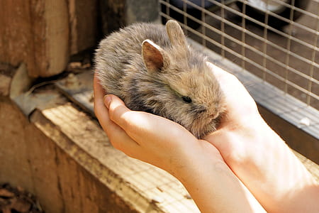 person holding beige rabbit near cage thumbnail