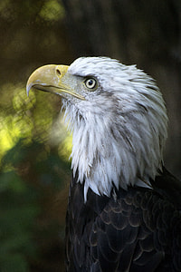 eagle facing sideways thumbnail