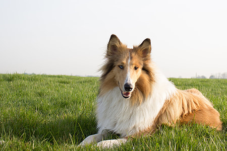 adult tan and white Shetland sheepdog lying on grass field thumbnail