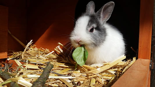 white and gray rabbit eats green leaf thumbnail