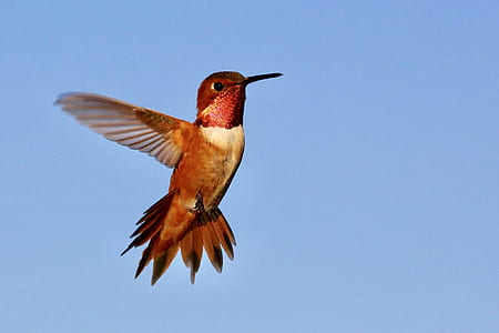 photo of red and white hummingbird thumbnail