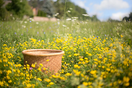 selective focus photo of round brown wicker basket surrounded with yellow-petaled flowers field under white and blue sky thumbnail