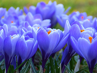 tilt shift lens photography of purple flowers thumbnail
