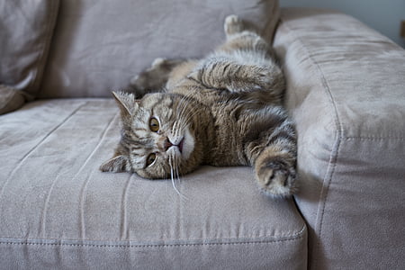 long-fur brown cat laydown on brown fabric sofa thumbnail