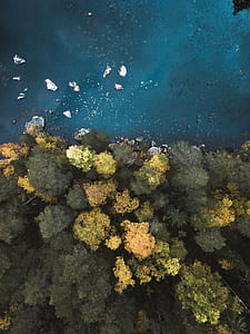 aerial view of seashore and forest thumbnail