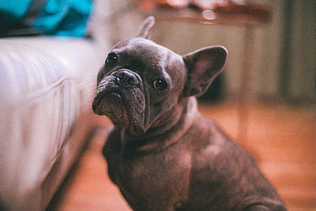 adult brindle French bulldog sitting next to sofa thumbnail