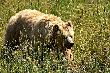brown Bear on grass during daytime thumbnail