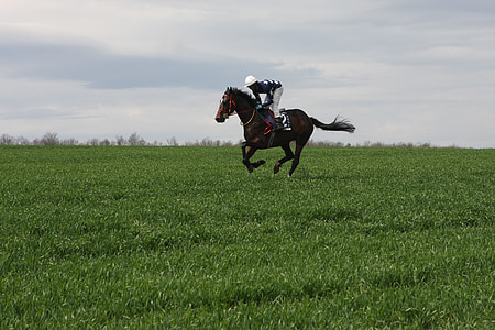 jockey on grass field thumbnail