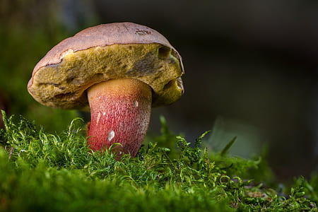 red and brown mushroom thumbnail