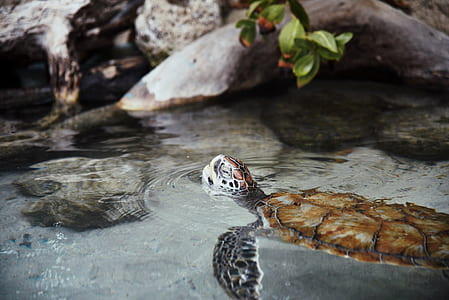 sea turtle swimming near rock thumbnail