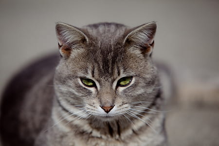 shallow focus photography of cat thumbnail
