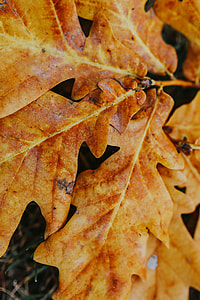 Autumn leaves on the ground thumbnail