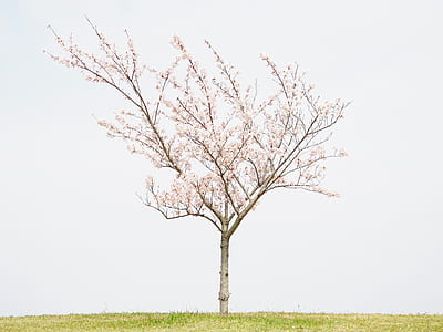 white flowered tree thumbnail