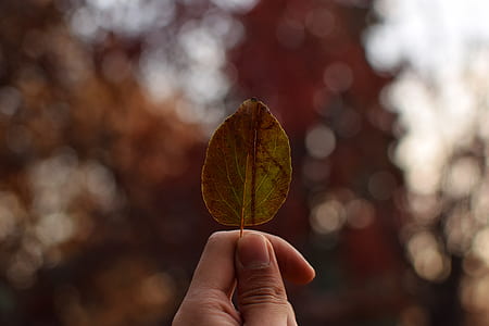person holding brown leaf thumbnail