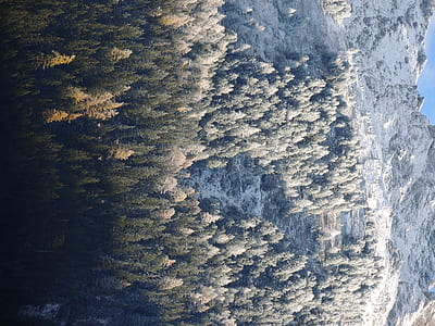 aerial photography of trees thumbnail