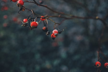 closeup photo of red fruit tree thumbnail