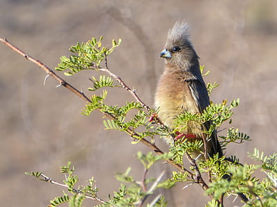 selective focus photography of beige and black bird on tree branch thumbnail