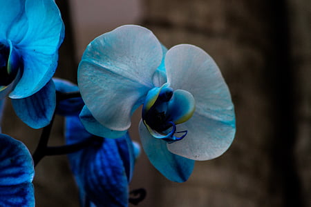 blue-and-white moth orchids in bloom close up photo thumbnail