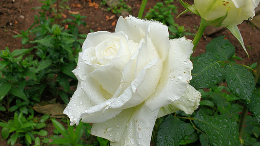 White Rose, White Rose Blooming thumbnail