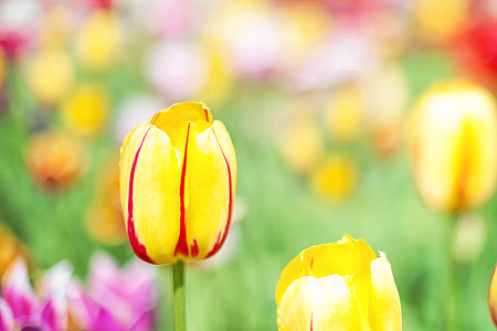 selective focus photography of yellow and red tulip flowers thumbnail