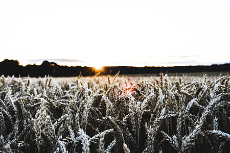 low angle photography of wheat during golden hour thumbnail