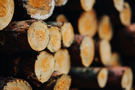 Wood trunks Wall thumbnail